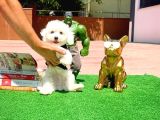 Cocuklarla Anlasabılen  Irk Maltese Terri̇er Yavrularımız