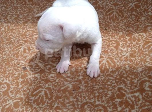 Secereli Uluslararası Dogo Argentino Yavruları