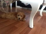 Maltipoo Erkek Yavru