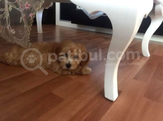 Maltipoo Erkek Yavru görsel