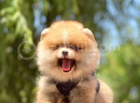 A Kalite Teddy Bear Pomeranian Boo