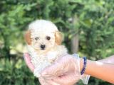 Teacup Toy Poodle Yavrumuz