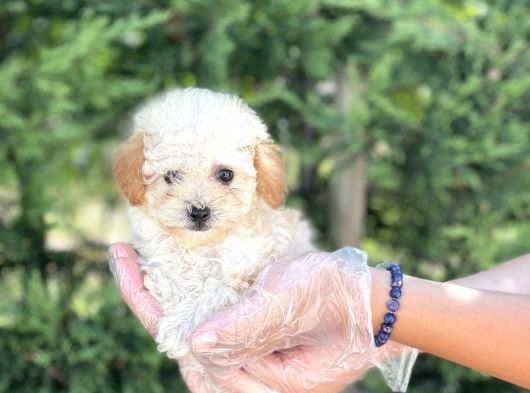 Teacup Toy Poodle Yavrumuz görsel