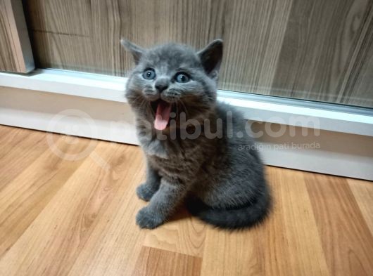 1,5 Aylık British, Oyuncu Ve Sevecen görsel