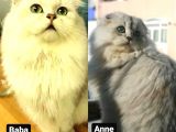Longhair Scottish Fold Yavrularımız