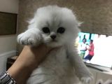 Longhair Scottish Fold Yavrularımız