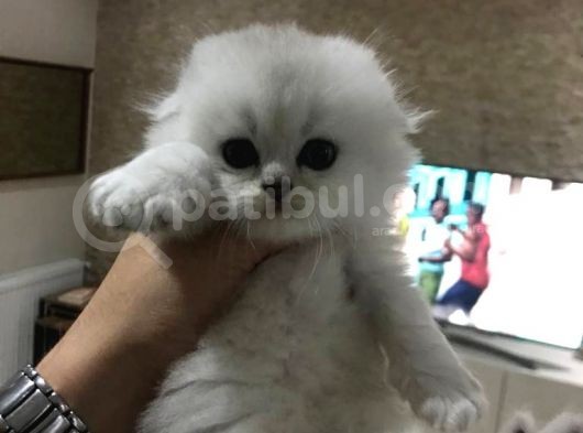 Longhair Scottish Fold Yavrularımız görsel