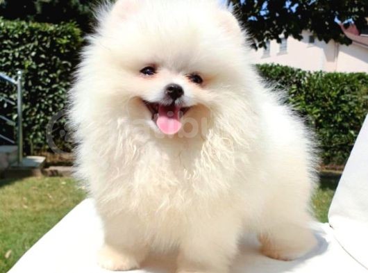 Safkan Pomerani̇an Boo Yavrularimiz