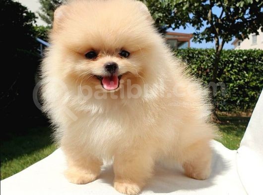 Safkan Pomerani̇an Boo Yavrularimiz görsel