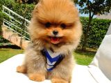 Safkan Pomerani̇an Boo Yavrularimiz