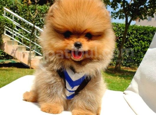 Safkan Pomerani̇an Boo Yavrularimiz görsel