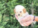 Teacup Toy Poodle Yavrumuz