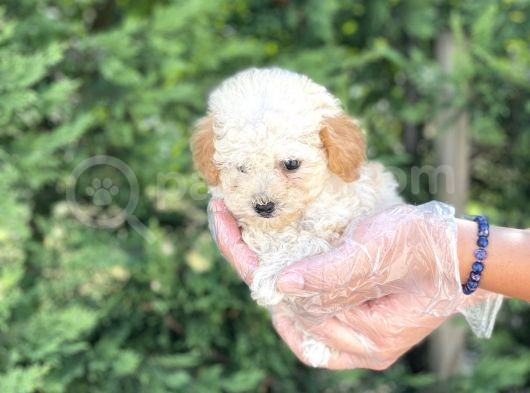 Teacup Toy Poodle Yavrumuz görsel