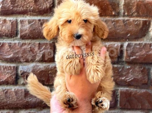 Red Kızıl Renk Maltipoo Erkek Yavrumuz