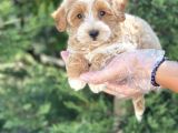 Muhteşem Malti̇poo Yavrumuz