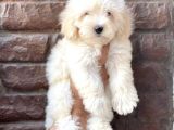 Beyaz Maltipoo Erkek Yavrumuz