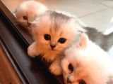 Longhair Scottish Fold Yavrularımız