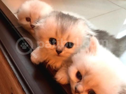 Longhair Scottish Fold Yavrularımız