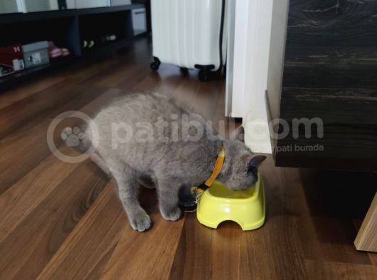 2.5 Aylık Erkek British Longhair Yavrumuz görsel