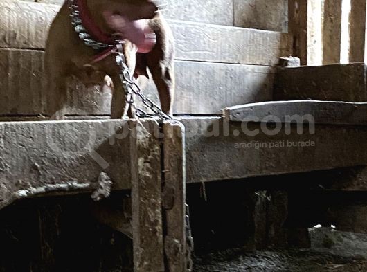 Çok Acil Sağlam Rednos Kısa Bacak görsel