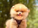 A Kalite Teddy Bear Pomeranian Boo