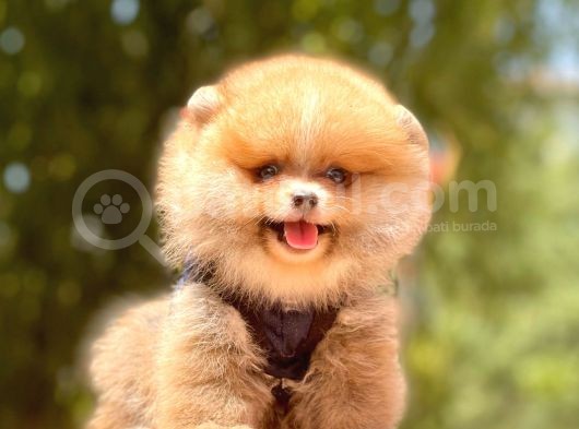 A Kalite Teddy Bear Pomeranian Boo görsel