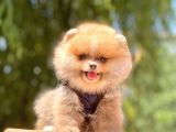 A Kalite Teddy Bear Pomeranian Boo
