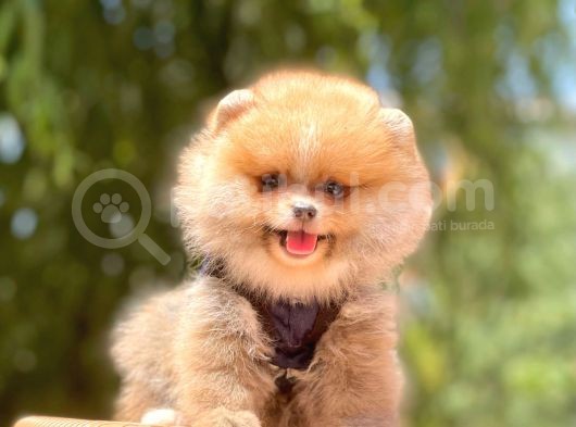 A Kalite Teddy Bear Pomeranian Boo görsel