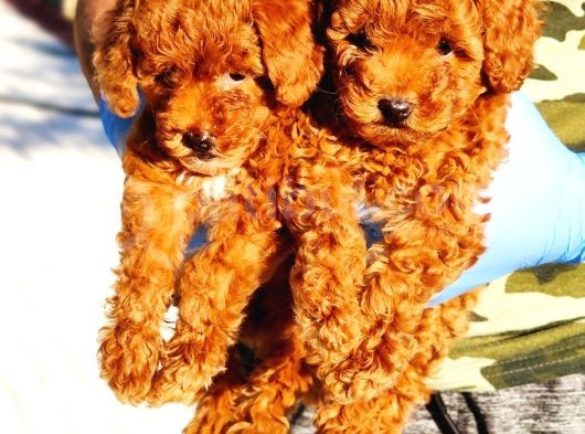 Muhteşem Toy Poodle Yavrularimiz Si̇zlerle