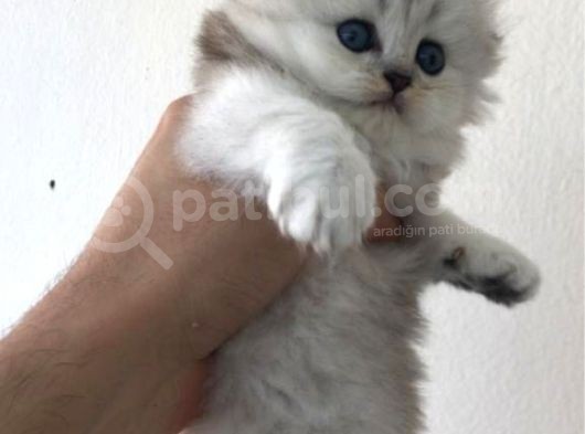 Longhair Scottish Fold Yavrularımız görsel