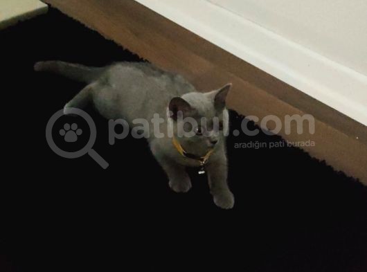 2.5 Aylık Erkek British Longhair Yavrumuz görsel