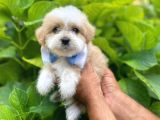 Orji̇nal Malti̇po Yavruları