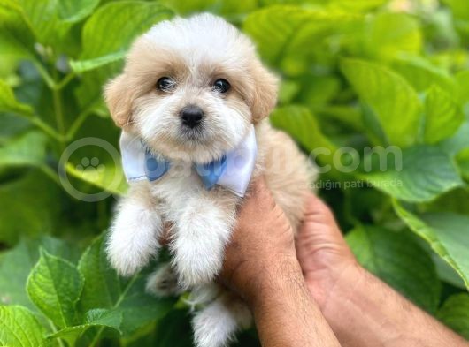 Orji̇nal Malti̇po Yavruları görsel