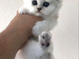 Longhair Scottish Fold Yavrularımız