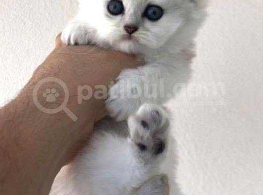 Longhair Scottish Fold Yavrularımız görsel