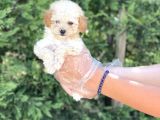 Teacup Toy Poodle Yavrumuz