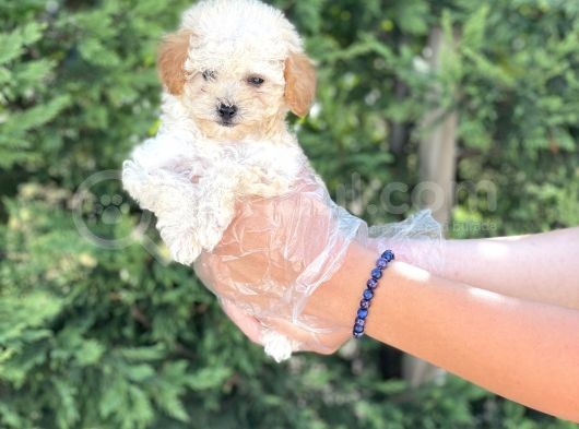 Teacup Toy Poodle Yavrumuz