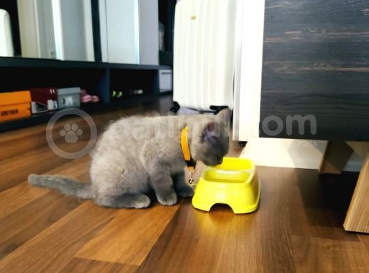 2.5 Aylık Erkek British Longhair Yavrumuz görsel