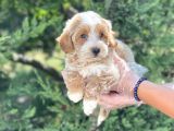 Muhteşem Malti̇poo Yavrumuz