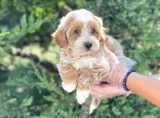 Muhteşem Malti̇poo Yavrumuz görsel