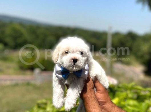 Tatli Maltese Terri̇er görsel