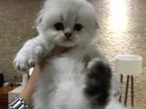 Longhair Scottish Fold Yavrularımız