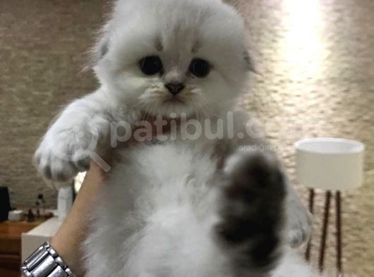 Longhair Scottish Fold Yavrularımız görsel