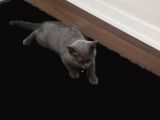 2.5 Aylık Erkek British Longhair Yavrumuz