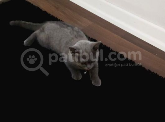 2.5 Aylık Erkek British Longhair Yavrumuz görsel