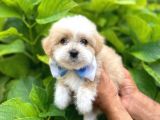 Orji̇nal Malti̇po Yavruları
