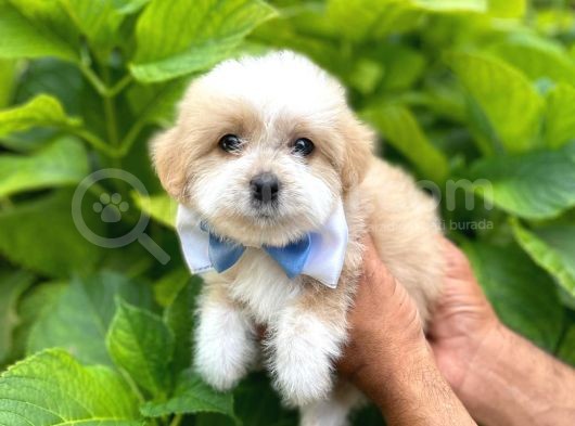 Orji̇nal Malti̇po Yavruları görsel