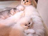 Longhair Scottish Fold Yavrularımız
