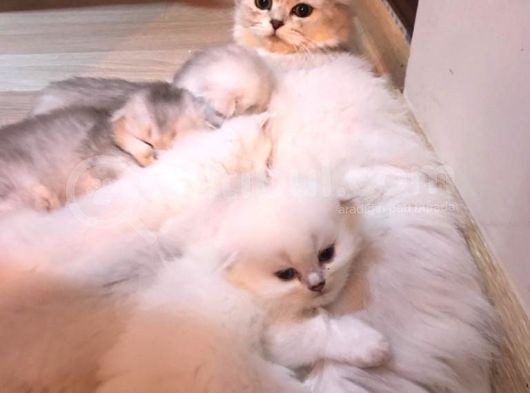 Longhair Scottish Fold Yavrularımız görsel