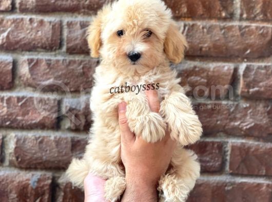 Apricot Kayısı Renk Erkek Maltipoo Yavrumuz